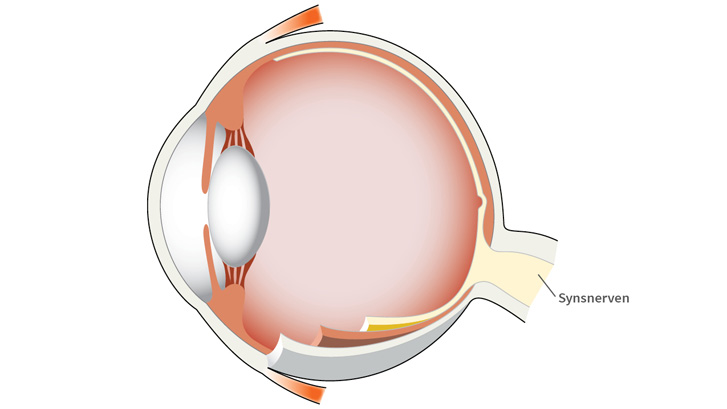 Synsnerven leder synsinntrykk til synssentrum i hjernen.