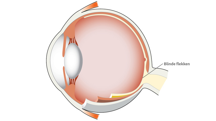 Blinde flekken (papillen) er et område på netthinnen som mangler lyssensitive synsceller (fotoreseptorer).
